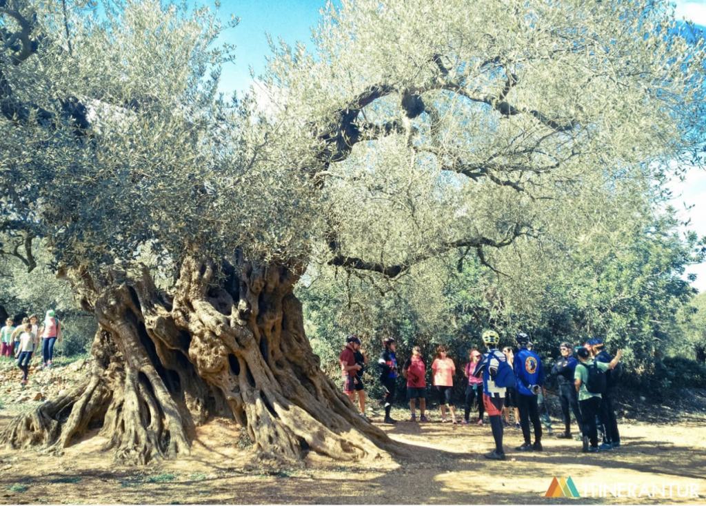 Oliveres milenaries del Maestrat