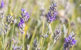 Imagen de lavanda en la Comunitat Valenciana