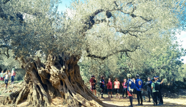 Oliveres milenaries del Maestrat