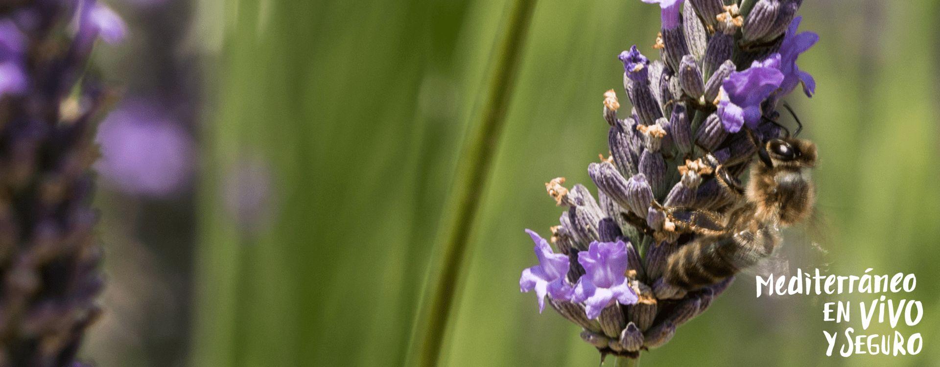  Bee in a field of lavender in Cinctorres	 