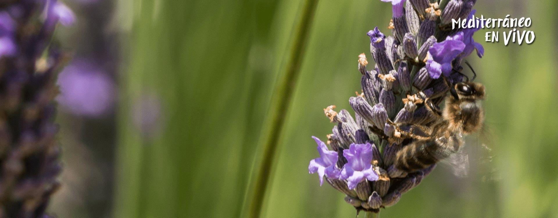 Abeja en campo de lavanda en Cinctorres