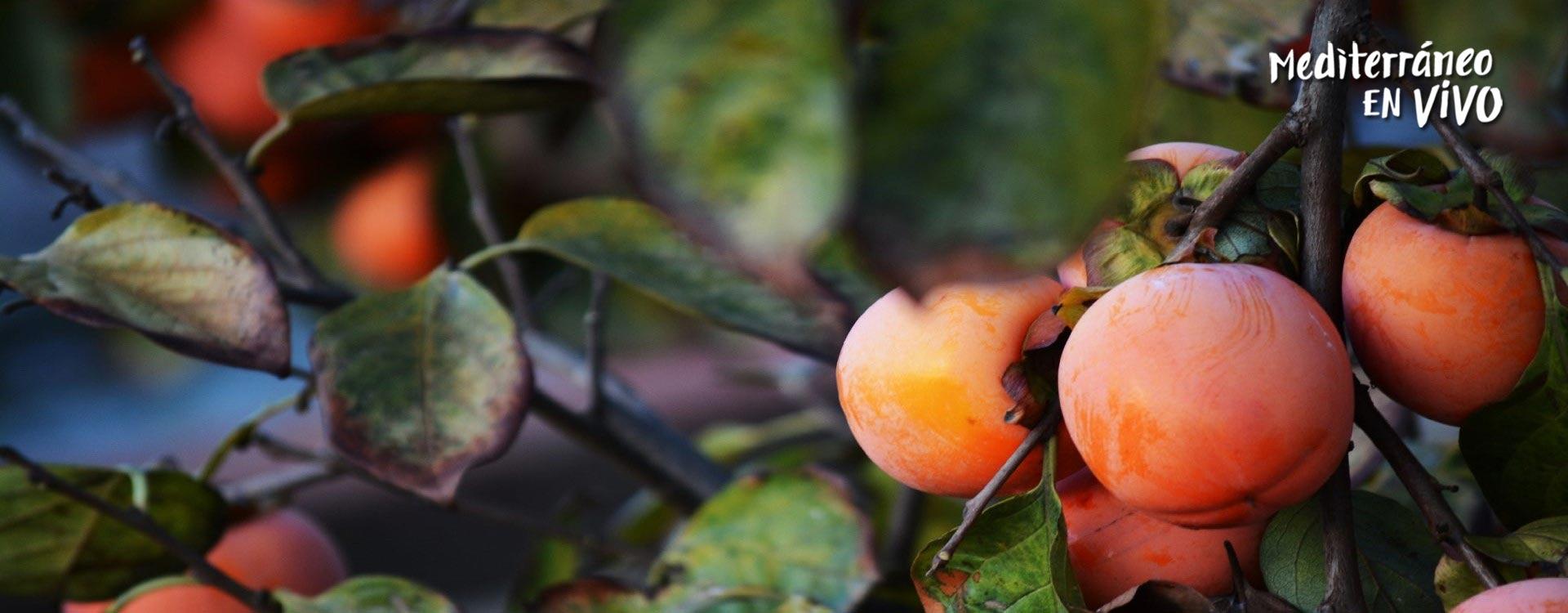 Image Persimmons