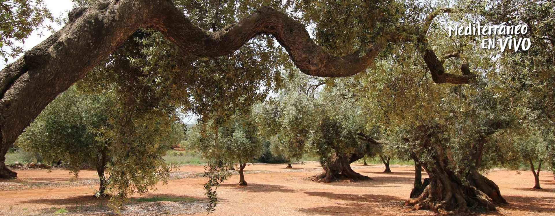 Imatge d'oliveres mil·lenàries de Canet lo Roig	